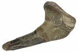 Fossil Enchodus Fang with Jaw Section - Texas #164777-1